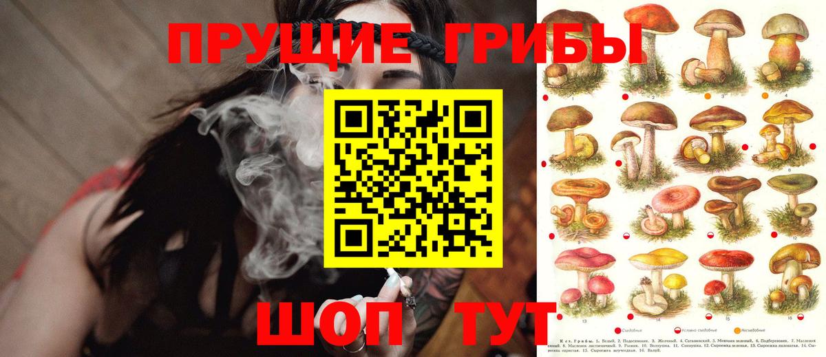 Псилоцибиновые грибы Psilocybine cubensis Кандалакша